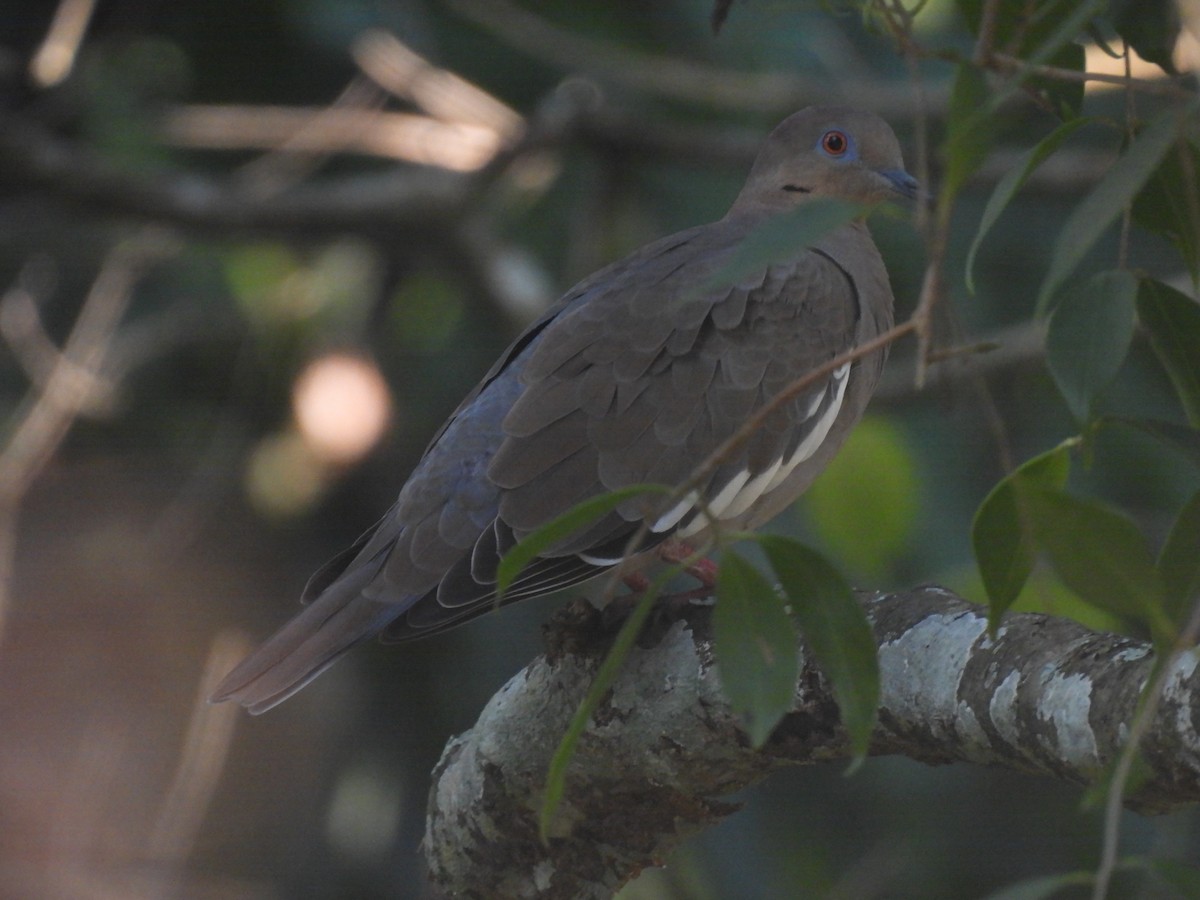 White-winged Dove - ML644503470