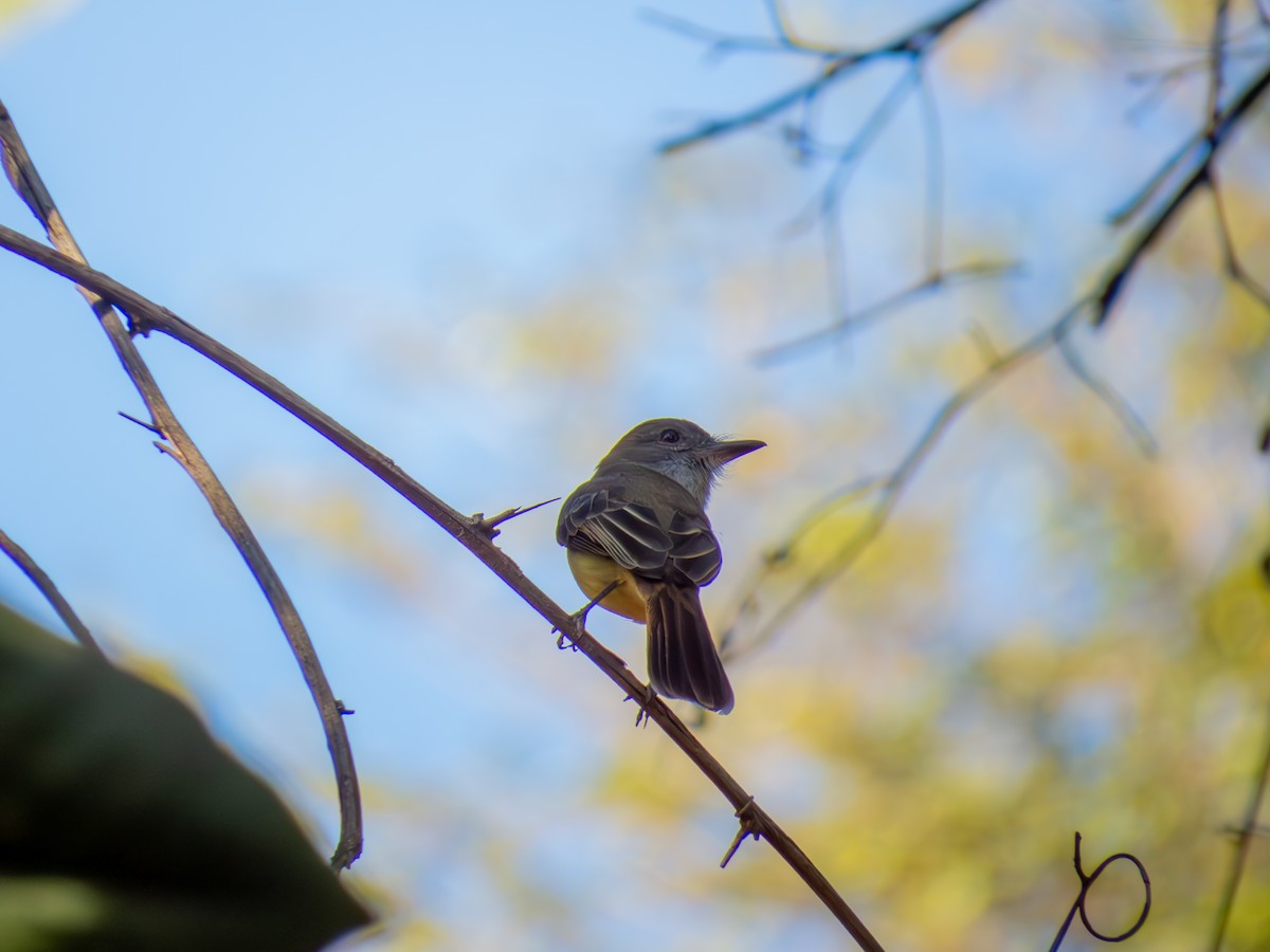 Myiarchus sp. - ML644503471