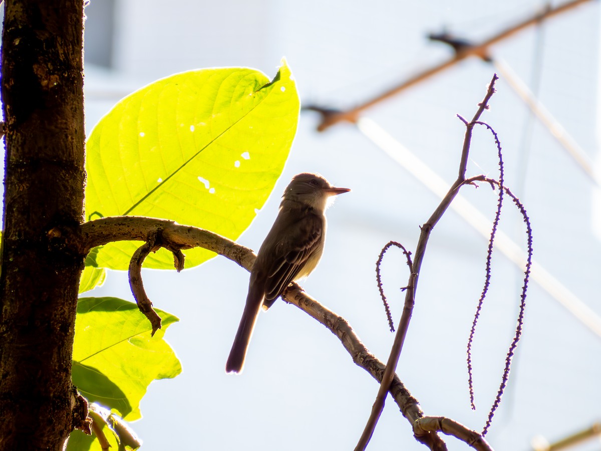 Myiarchus sp. - ML644503472