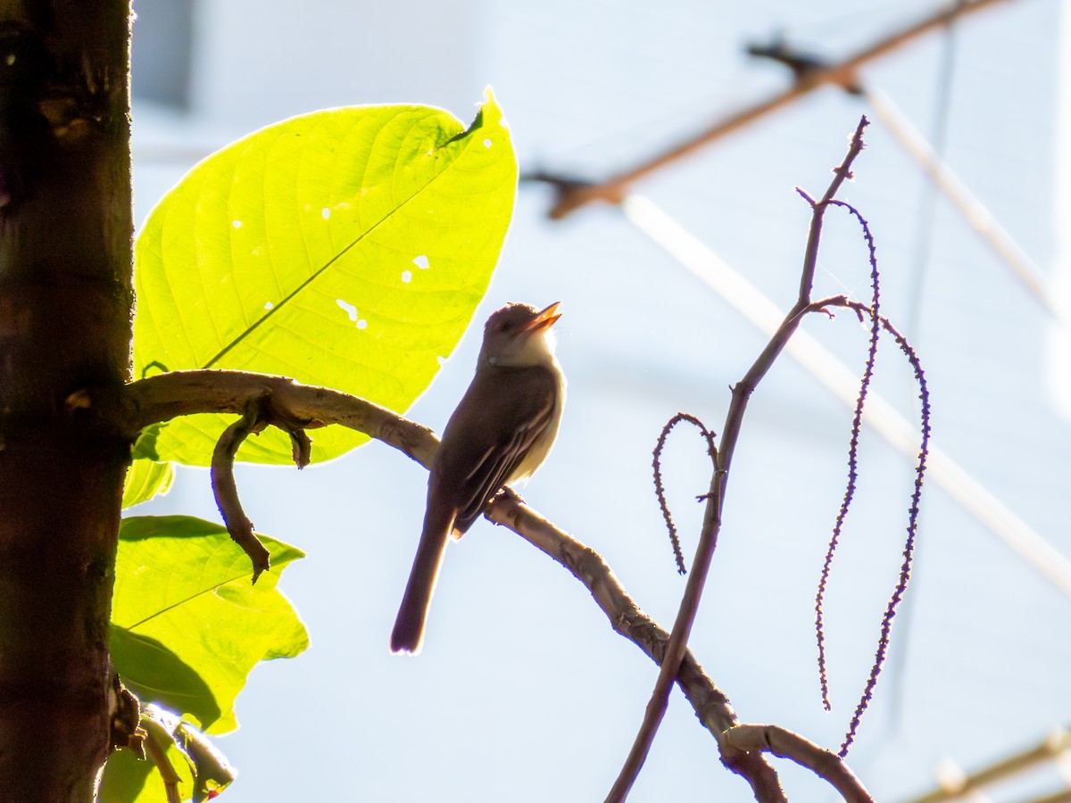 Myiarchus sp. - ML644503473