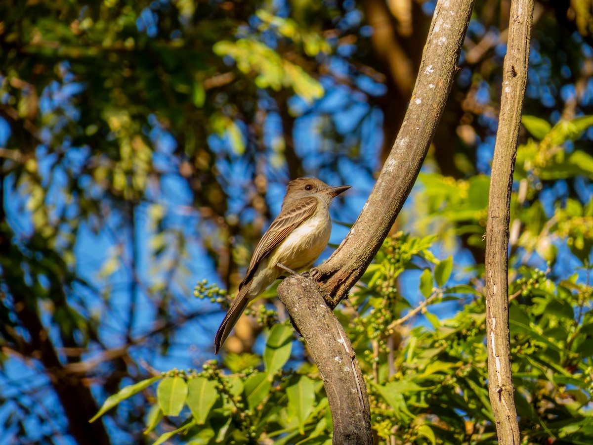 Myiarchus sp. - ML644503474