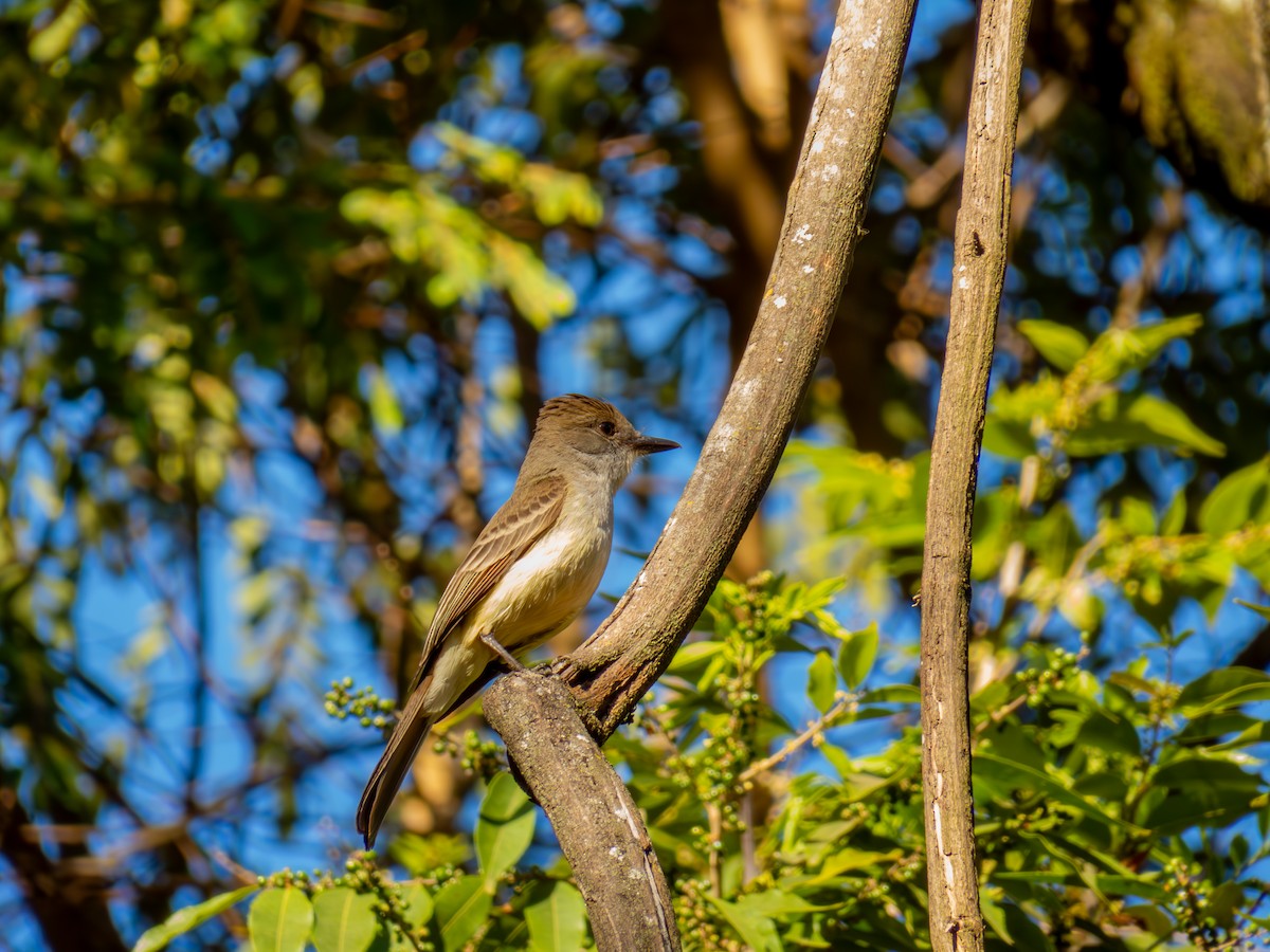 Myiarchus sp. - ML644503475