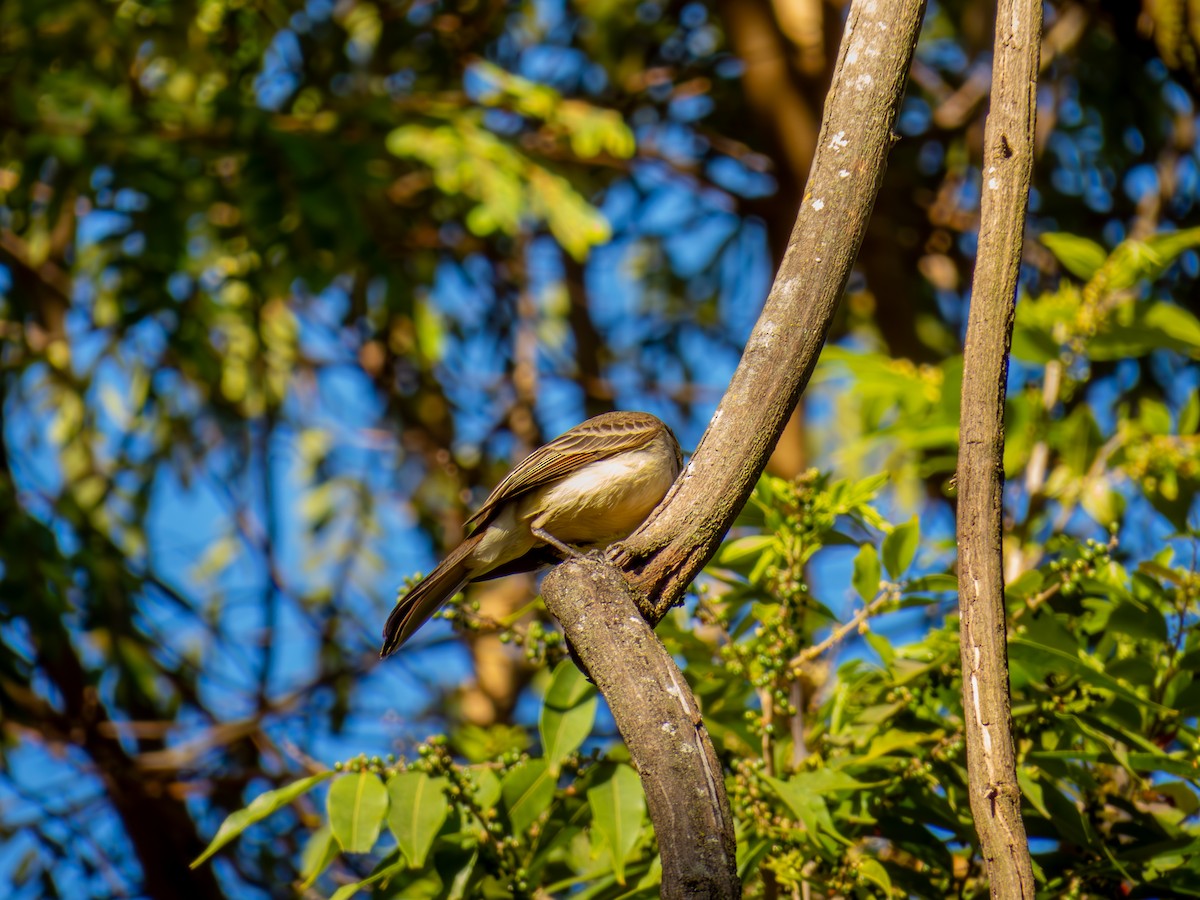 Myiarchus sp. - ML644503476