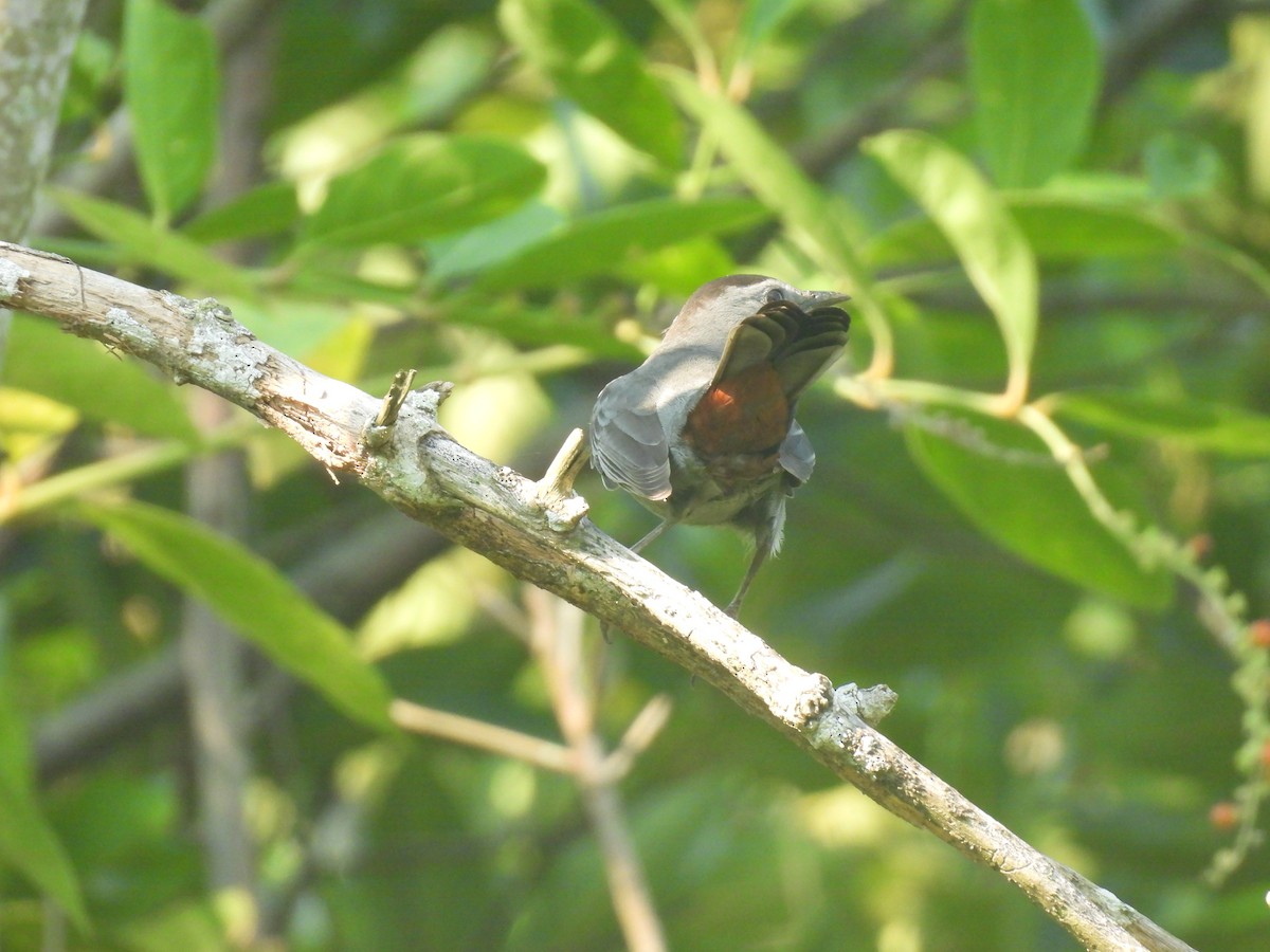Gray Catbird - ML644503481