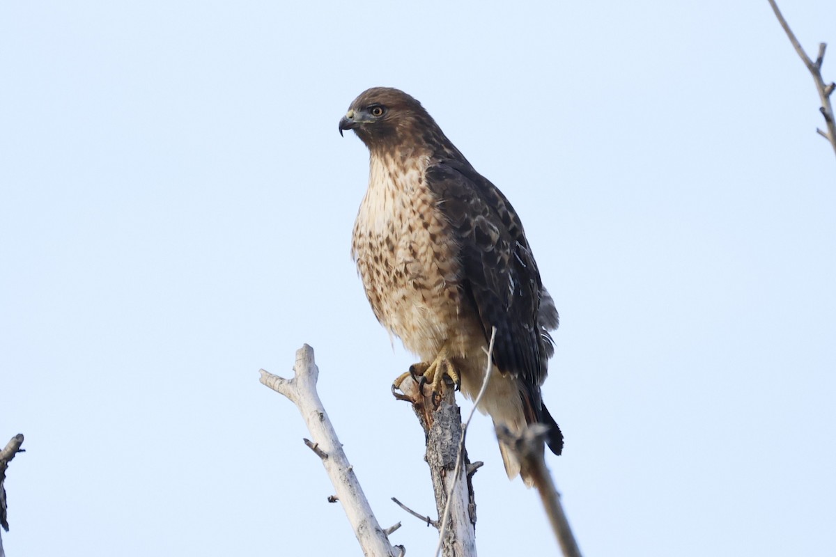 Poiana codarossa - ML644503487