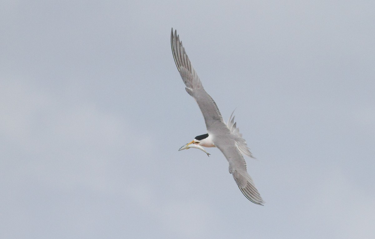 Great Crested Tern - ML644503490