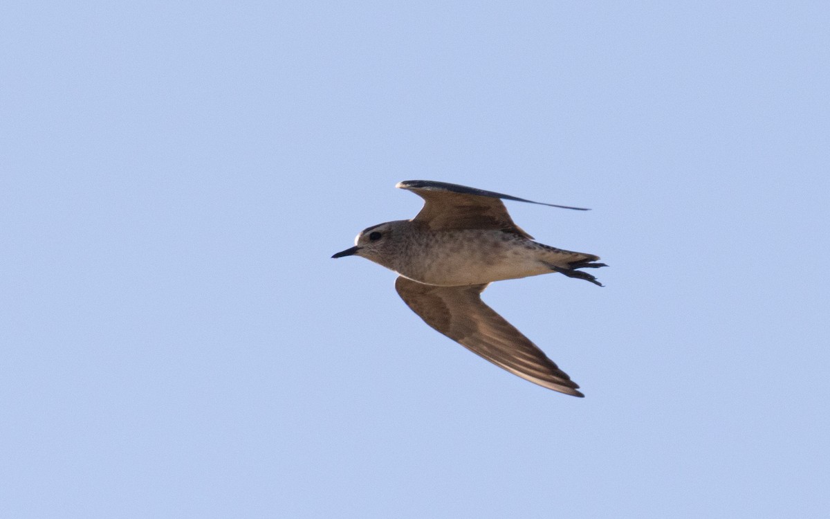 Chorlito Dorado Americano - ML644503492