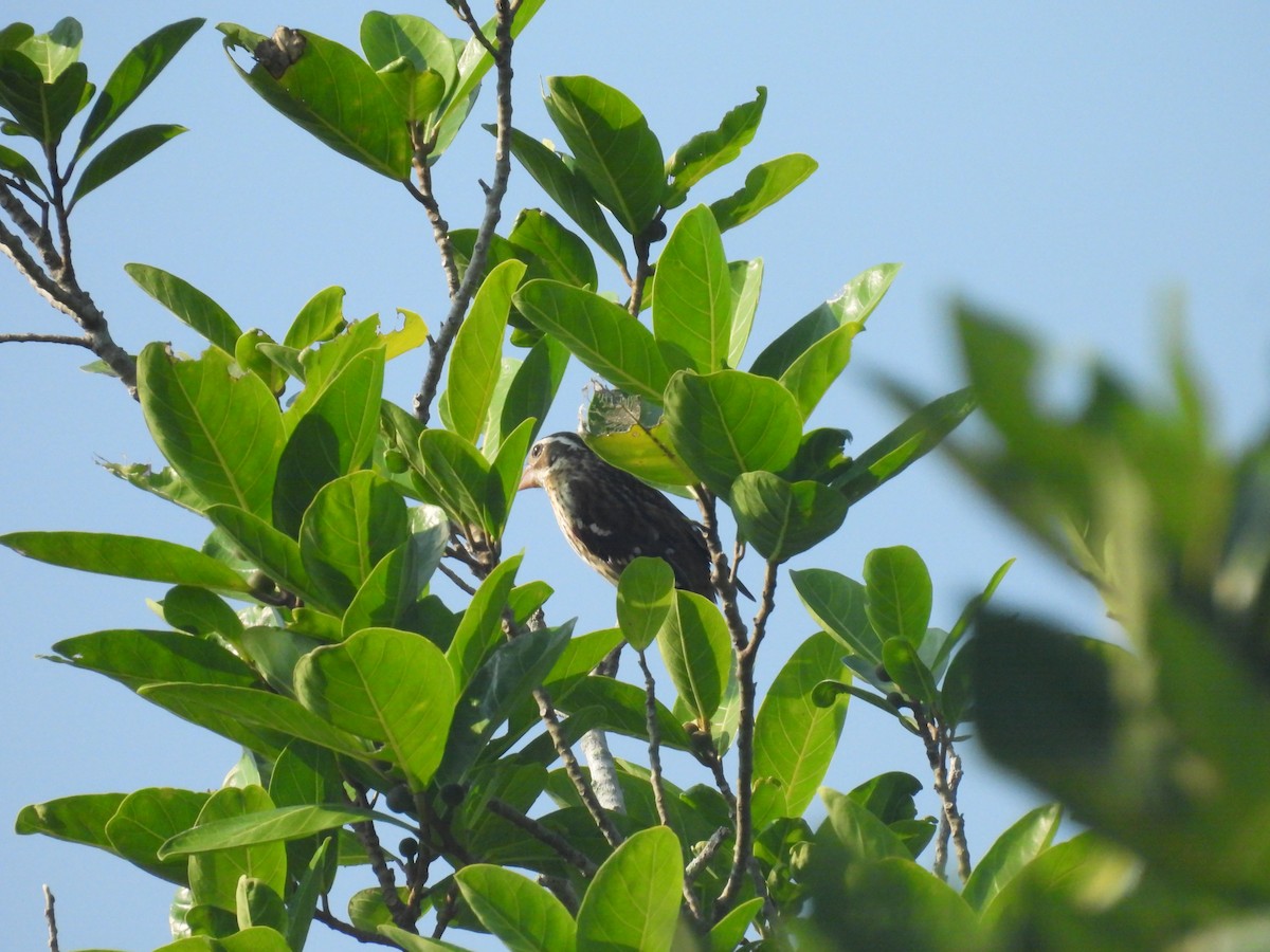 Rose-breasted Grosbeak - ML644503496