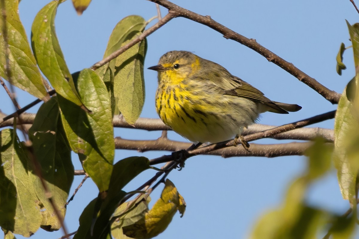 Пісняр-лісовик рудощокий - ML644503500