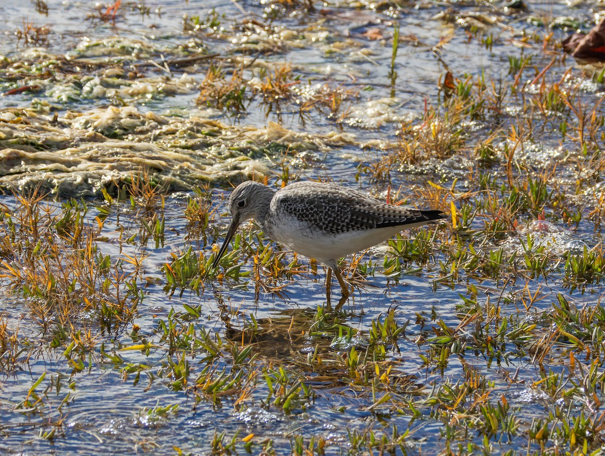 Greater Yellowlegs - ML644503501