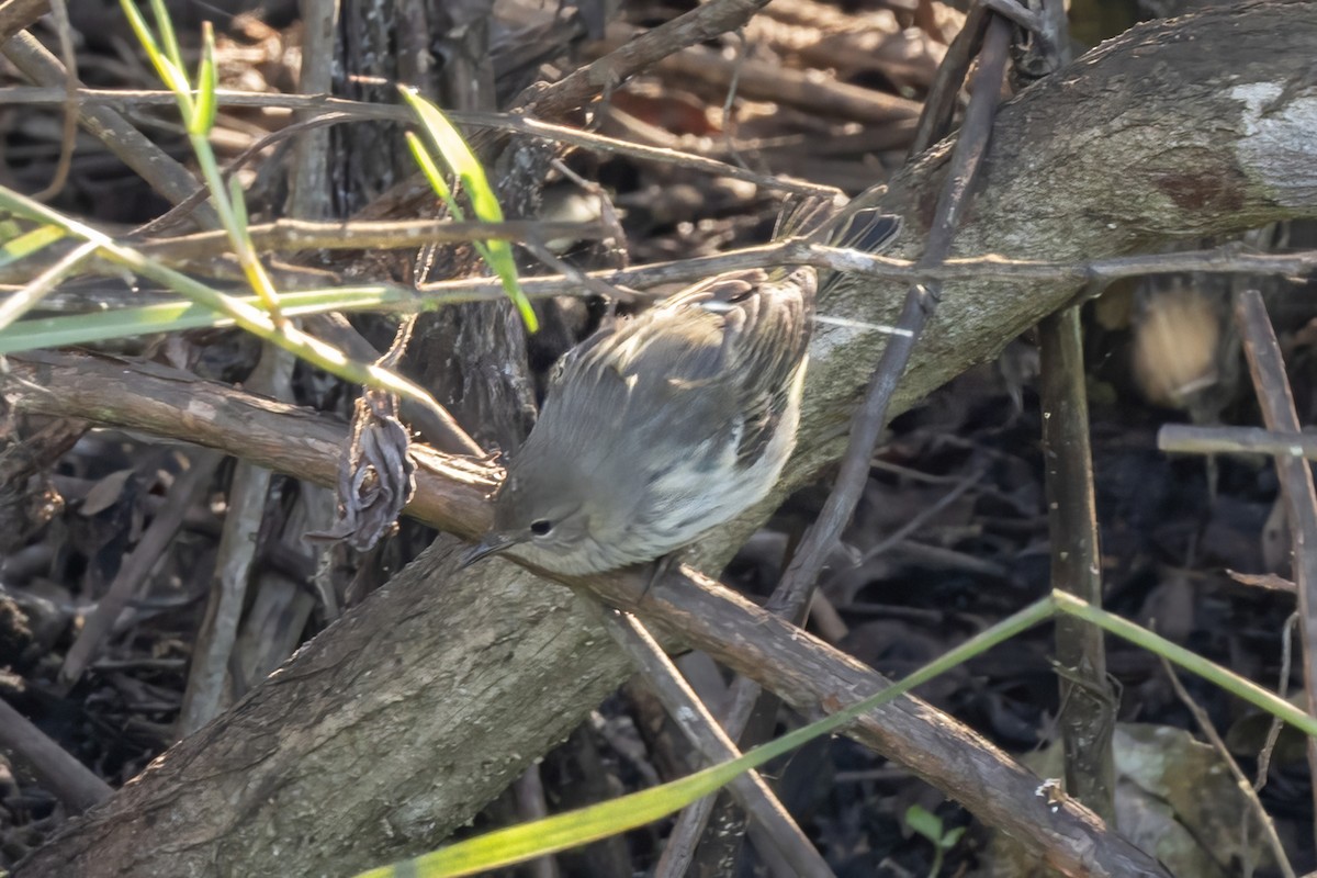 Пісняр-лісовик рудощокий - ML644503502