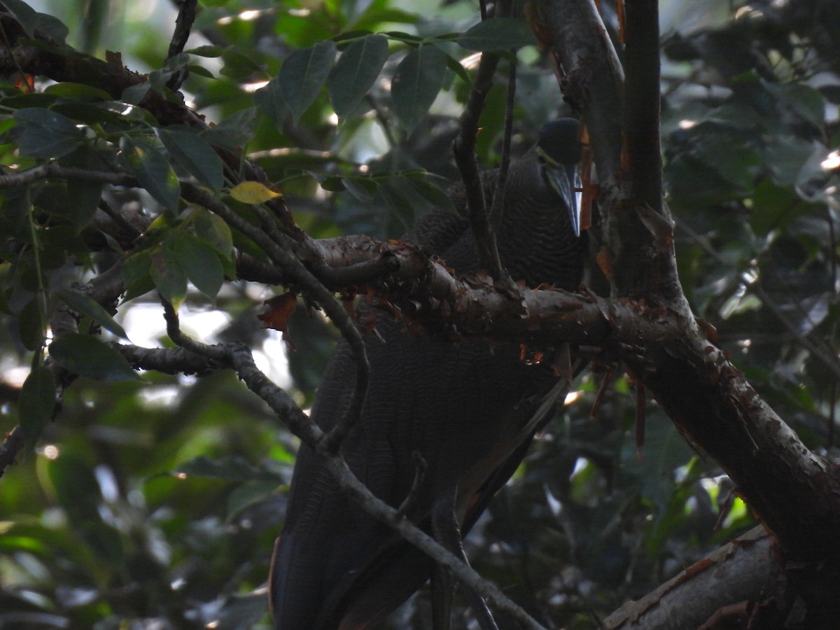 Bare-throated Tiger-Heron - ML644503504