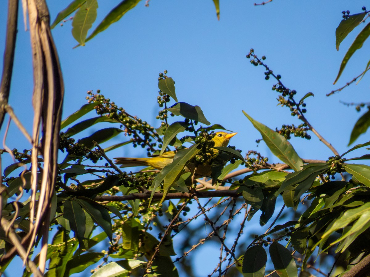 Rufous-headed Tanager - ML644503505