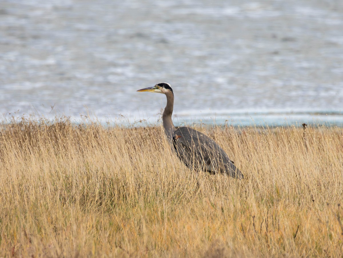 Grand Héron - ML644503510