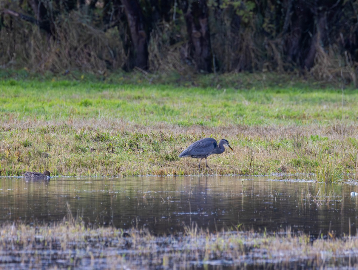 Grand Héron - ML644503511