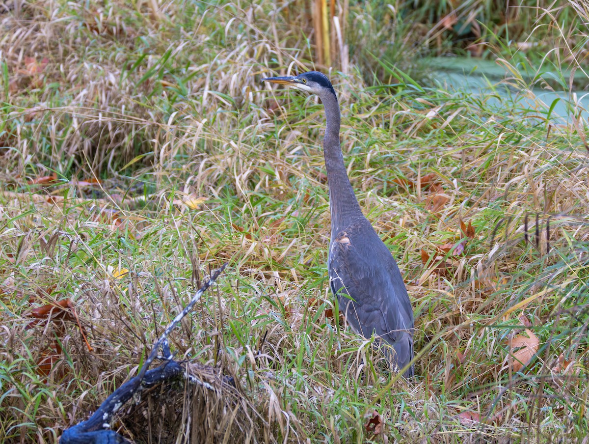 Grand Héron - ML644503512