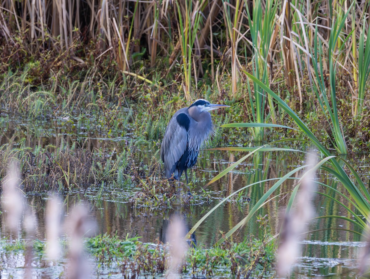 Grand Héron - ML644503513