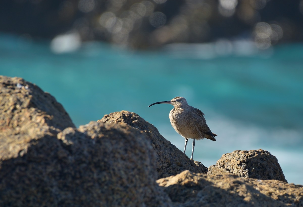 アメリカチュウシャクシギ／チュウシャクシギ - ML644503517