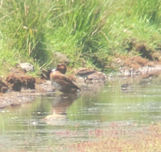 Latham's Snipe - ML644503518