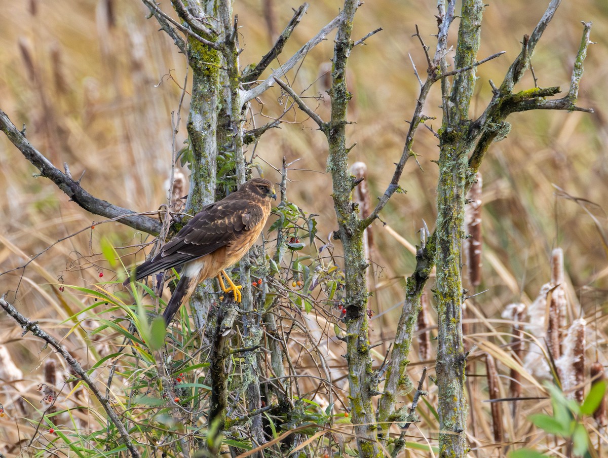 Hudsonweihe - ML644503520