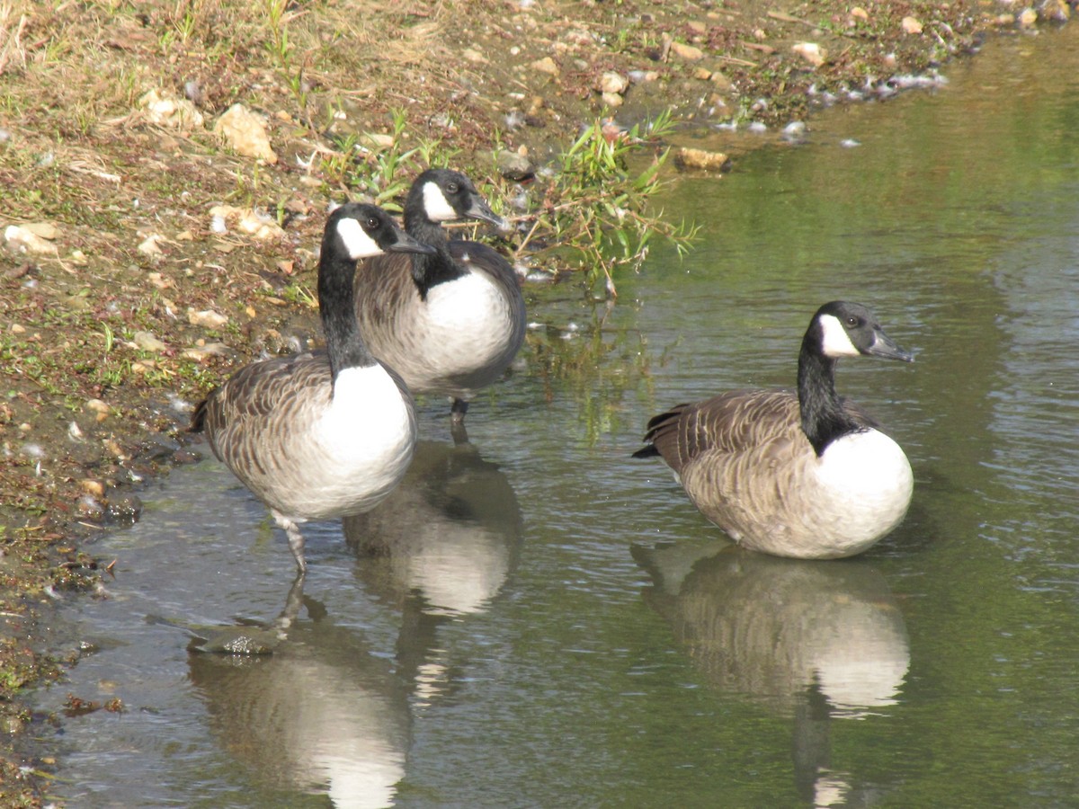 Bernache du Canada - ML644503521