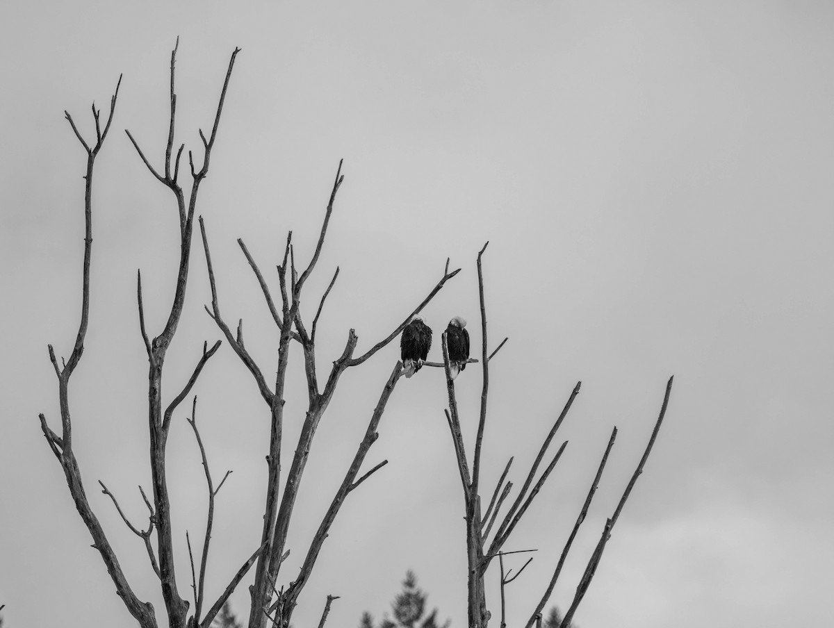 Weißkopf-Seeadler - ML644503525