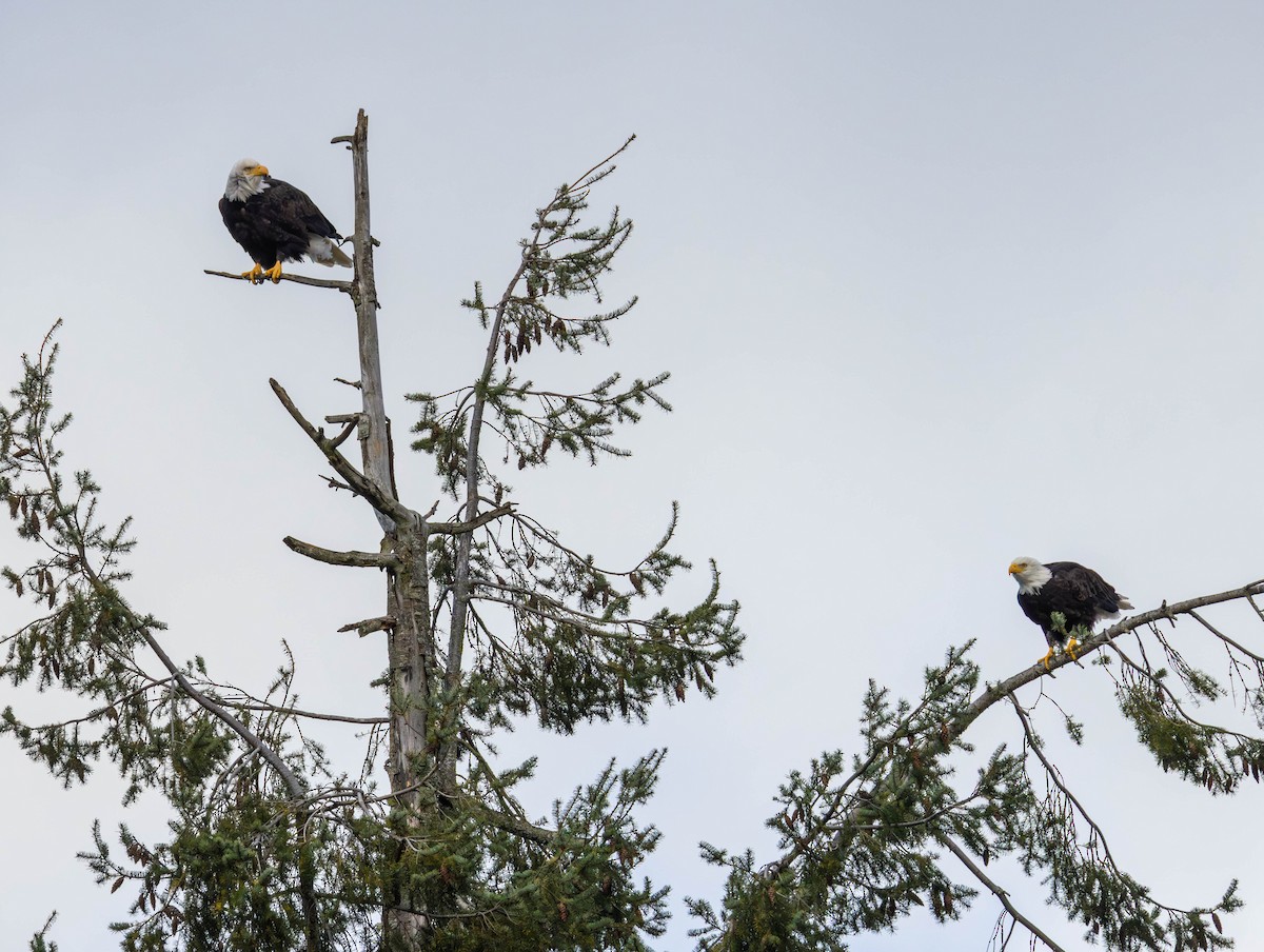 Weißkopf-Seeadler - ML644503526