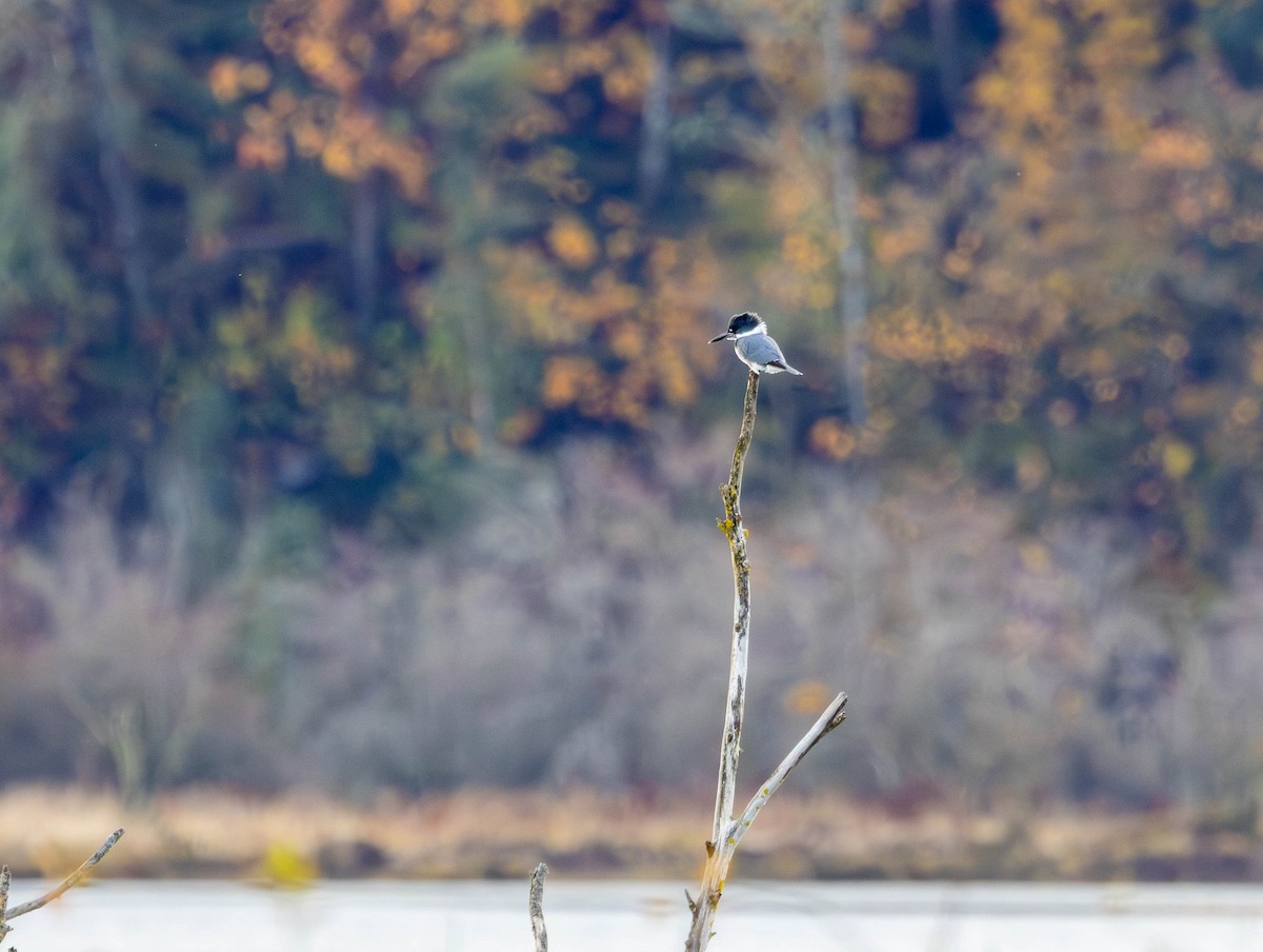 Gürtelfischer - ML644503530