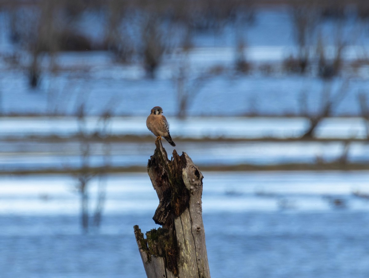 Buntfalke - ML644503532