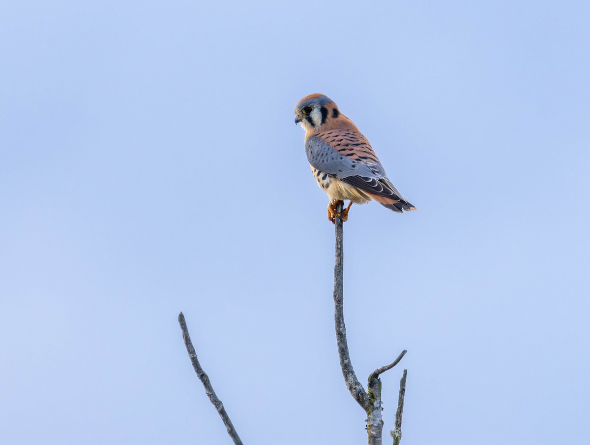 Buntfalke - ML644503533