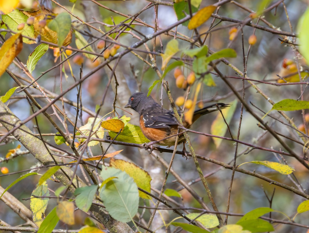 Fleckengrundammer - ML644503540