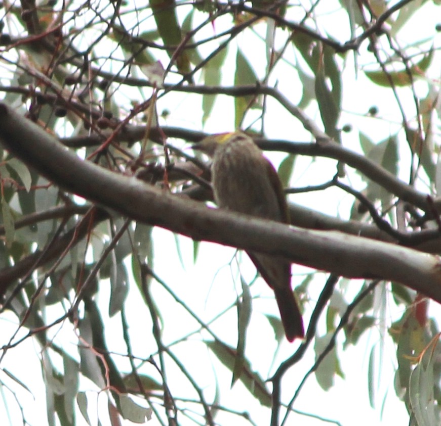 Yellow-plumed Honeyeater - ML644503541
