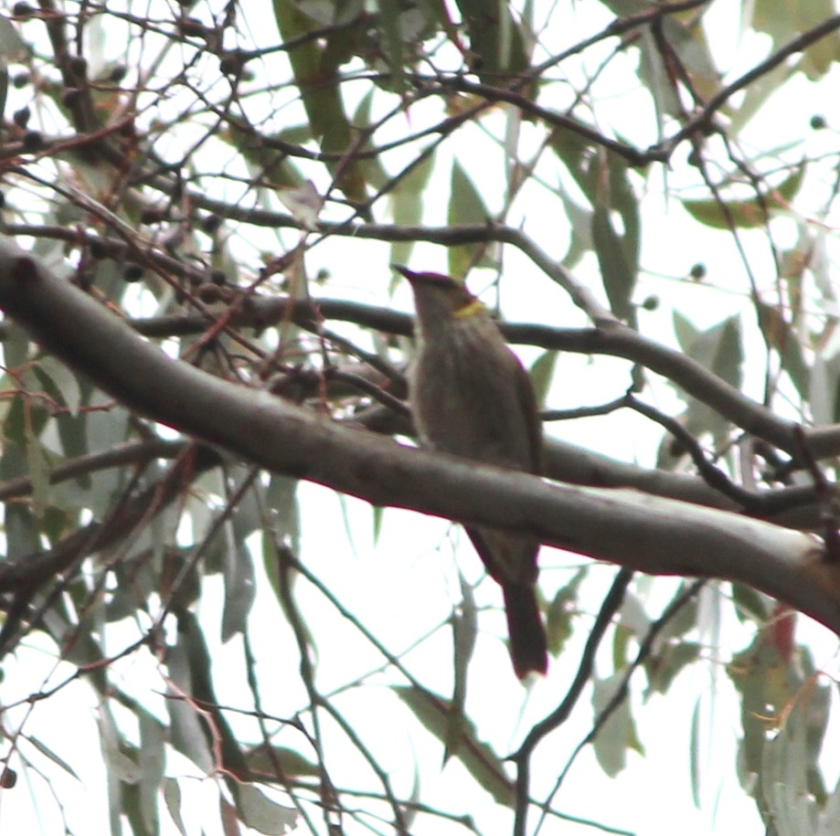 Yellow-plumed Honeyeater - ML644503542