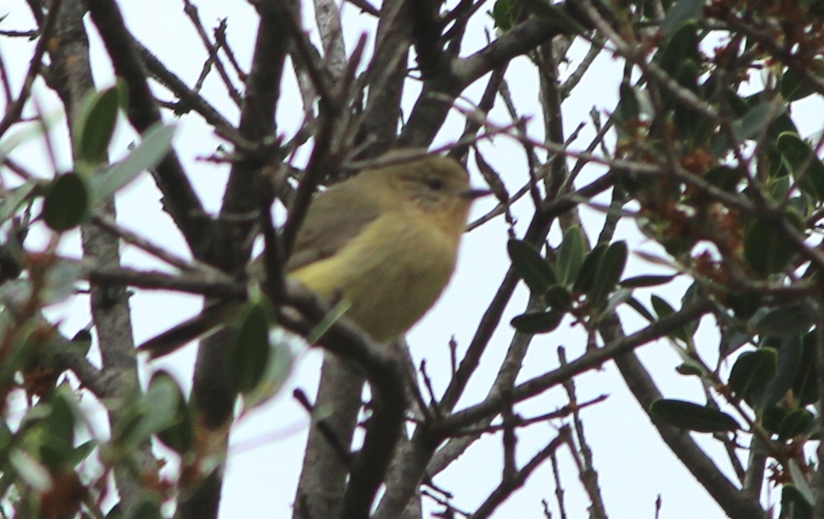 Gelbbauch-Dornschnabel - ML644503547