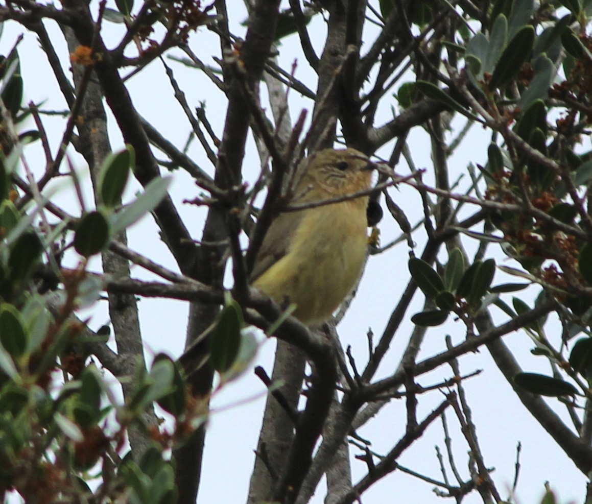 Gelbbauch-Dornschnabel - ML644503548