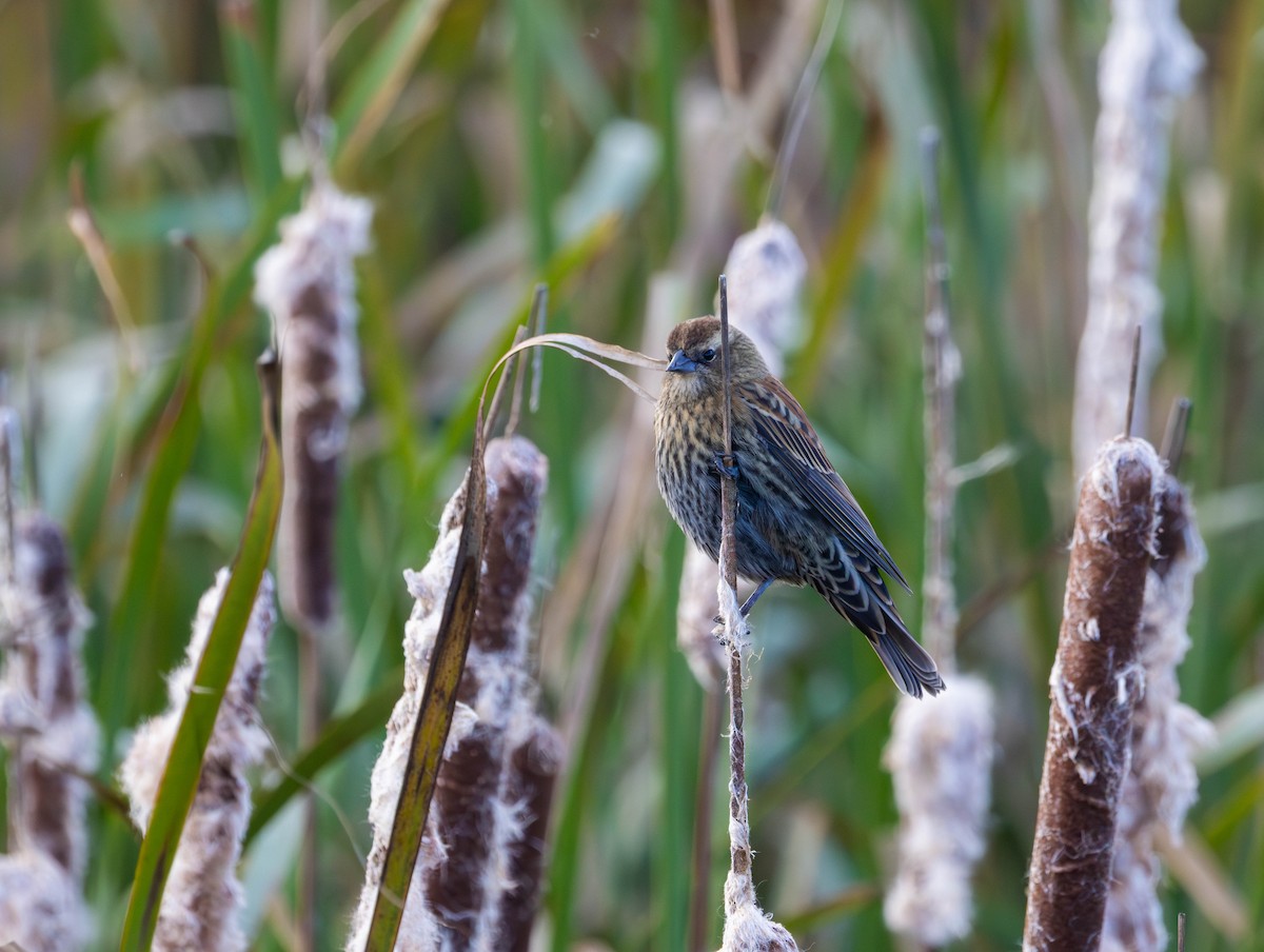 Singammer - ML644503549