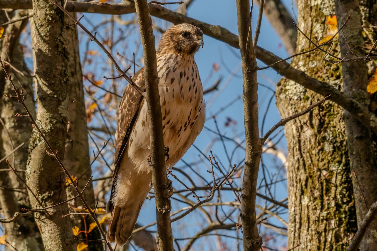 Poiana codarossa - ML644503550