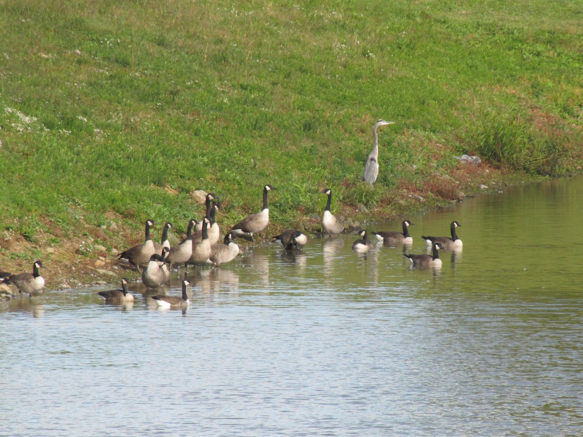 Bernache du Canada - ML644503552