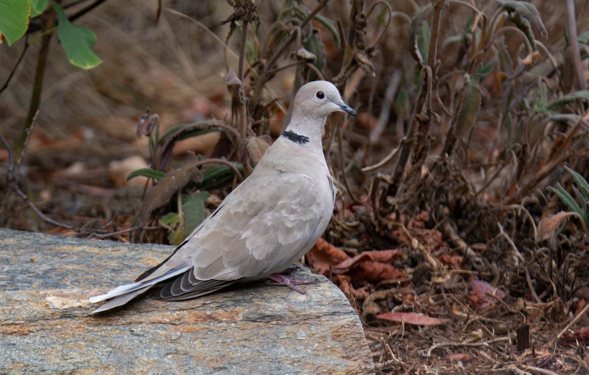 Tourterelle turque - ML644503553