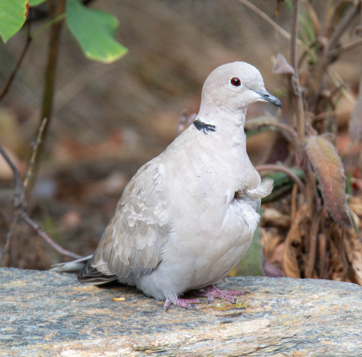 Tourterelle turque - ML644503554