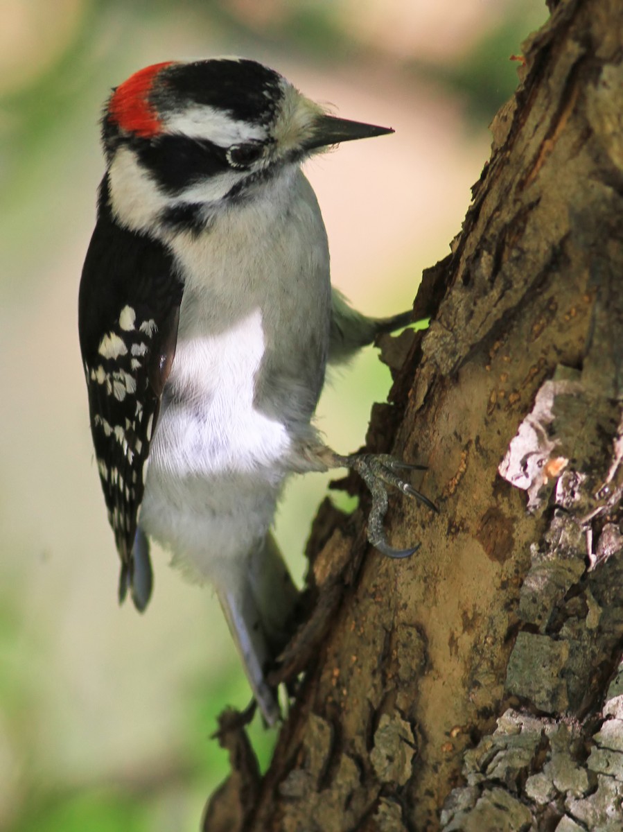 Downy Woodpecker - ML644503559