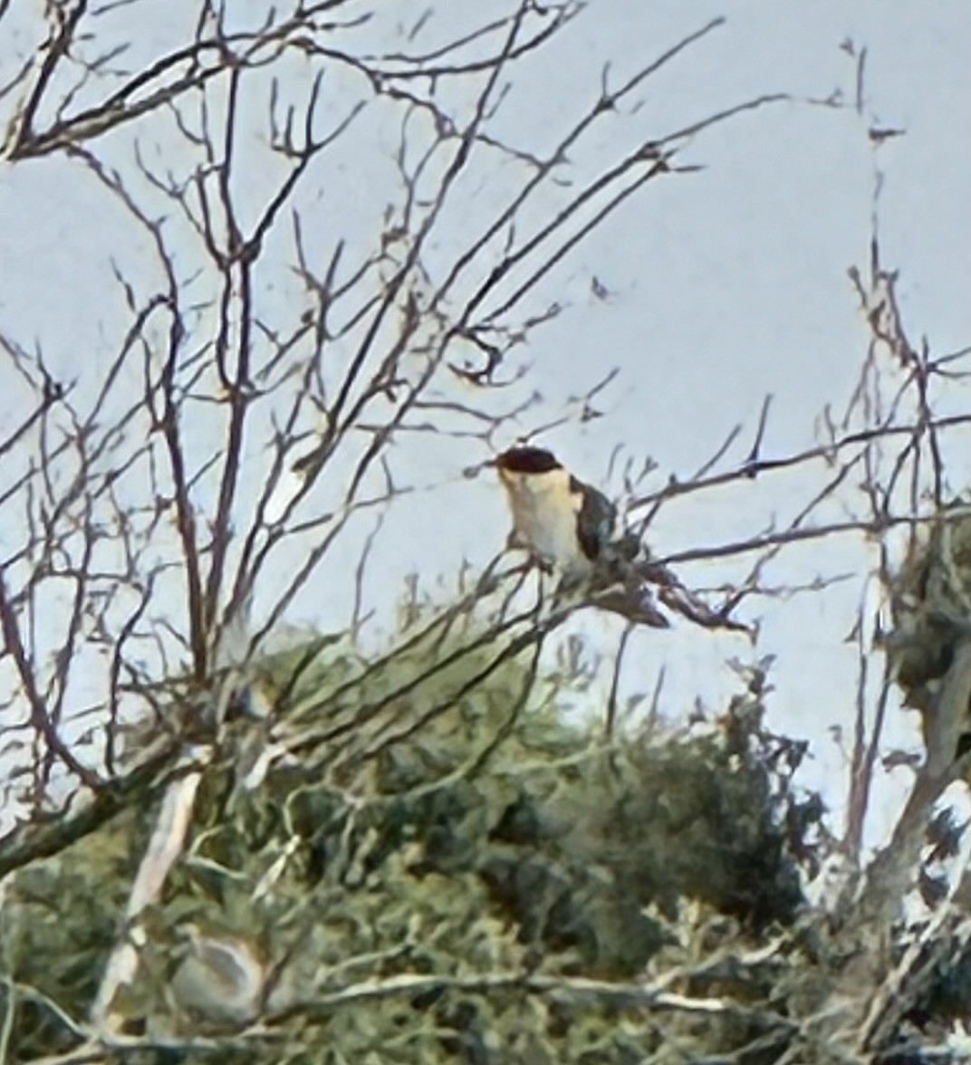 Kuku mottoduna - ML644503560