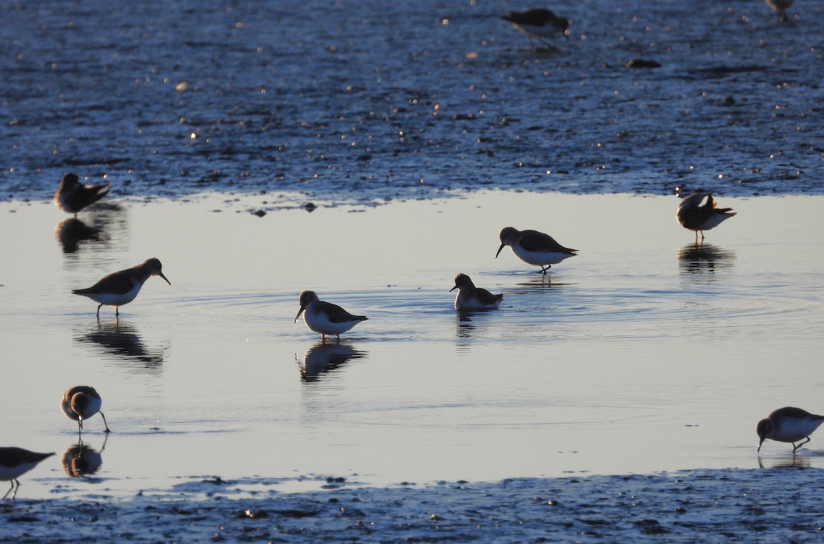 アメリカヒバリシギ - ML644503565