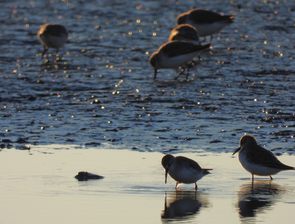 黑腹濱鷸 - ML644503567