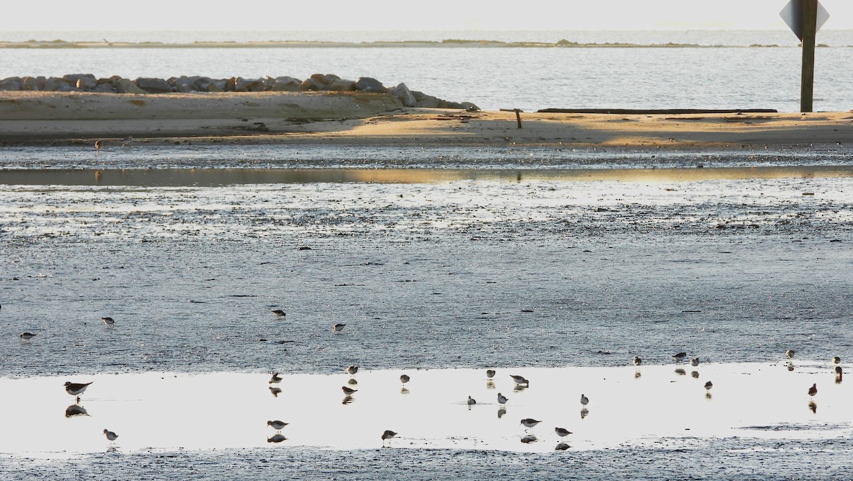 tanımsız küçük kumkuşu (Calidris sp.) - ML644503568