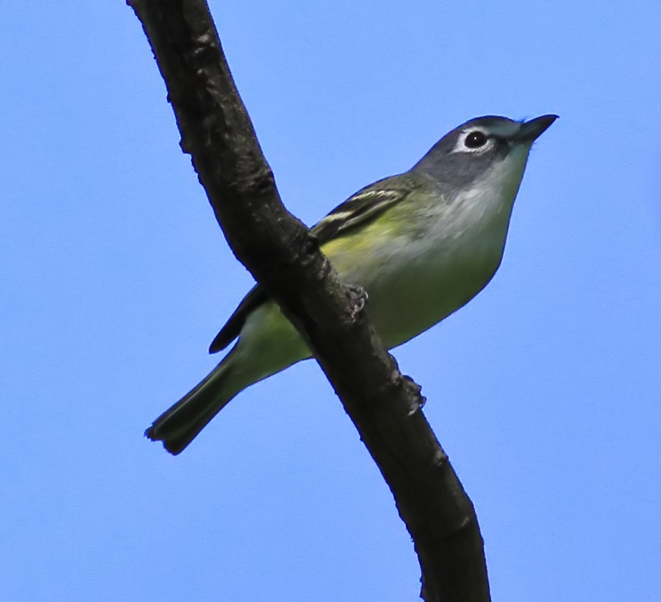 Blue-headed Vireo - ML644503569