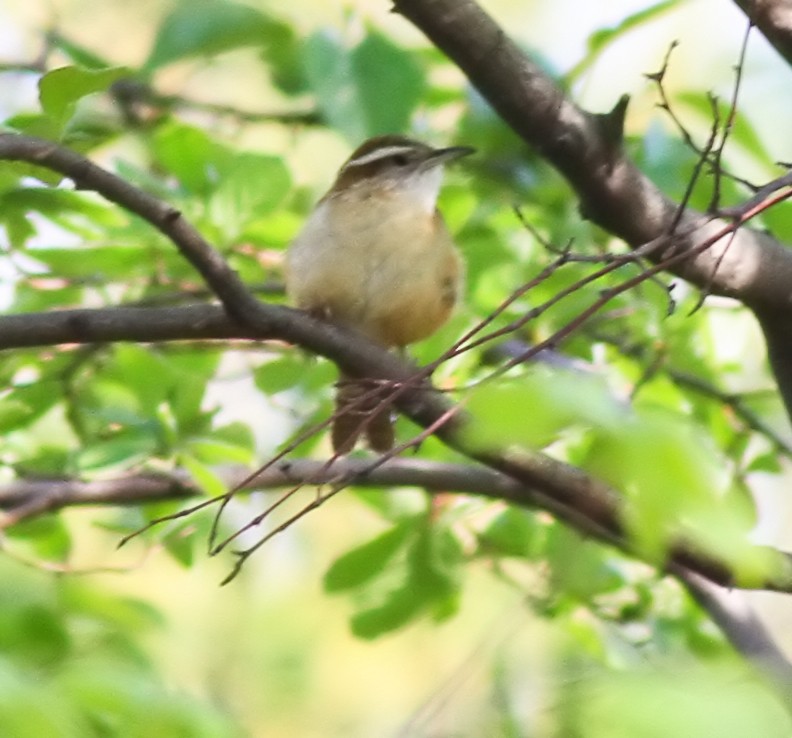 Carolina Wren - ML644503572
