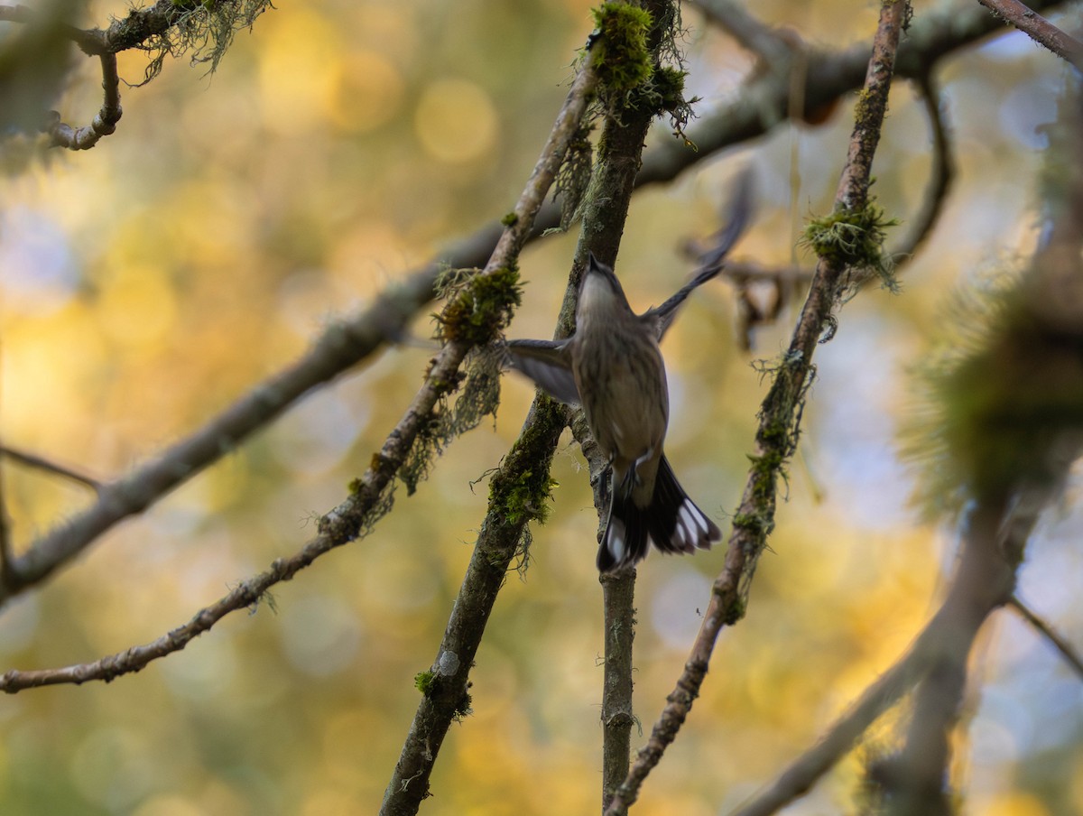 Kronenwaldsänger - ML644503575