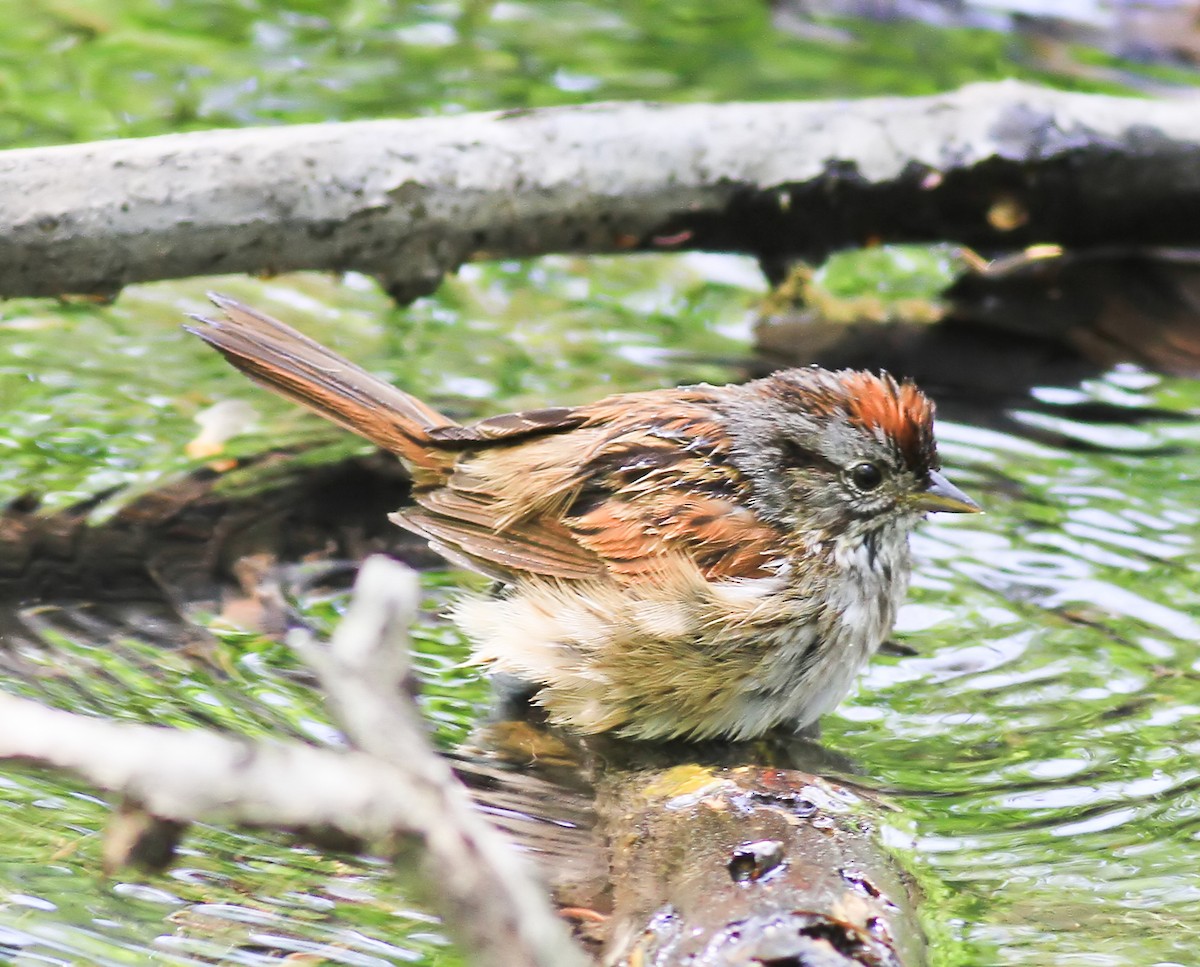 Swamp Sparrow - ML644503577