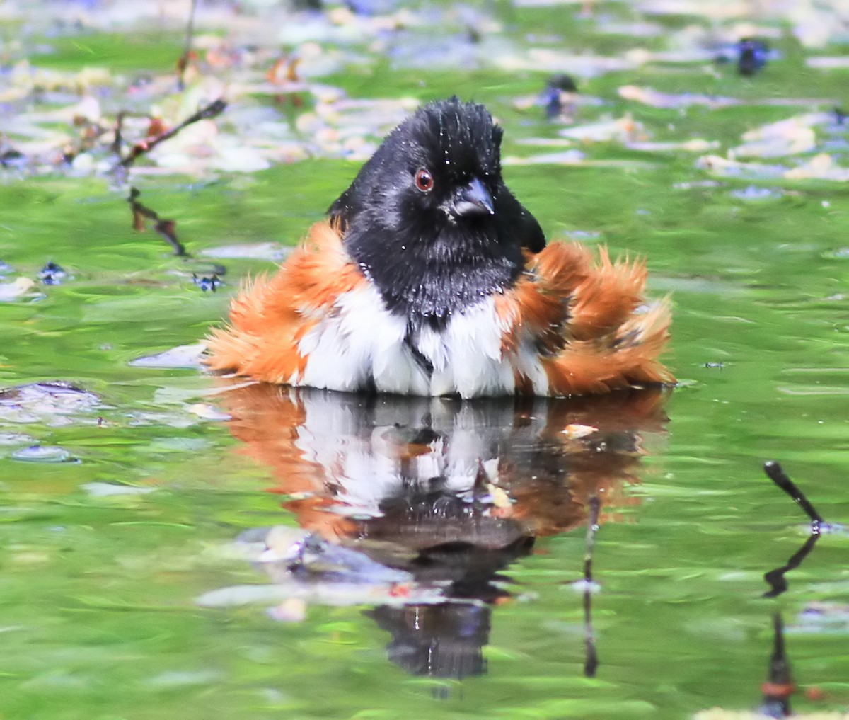 Eastern Towhee - ML644503586